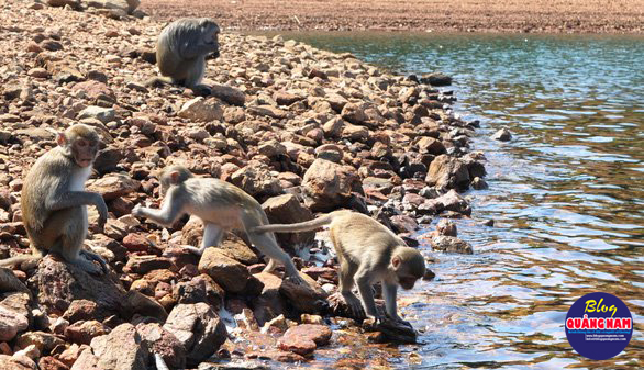 Đàn khỉ ra bờ hồ uống nước - Ảnh: LÊ TRUNG